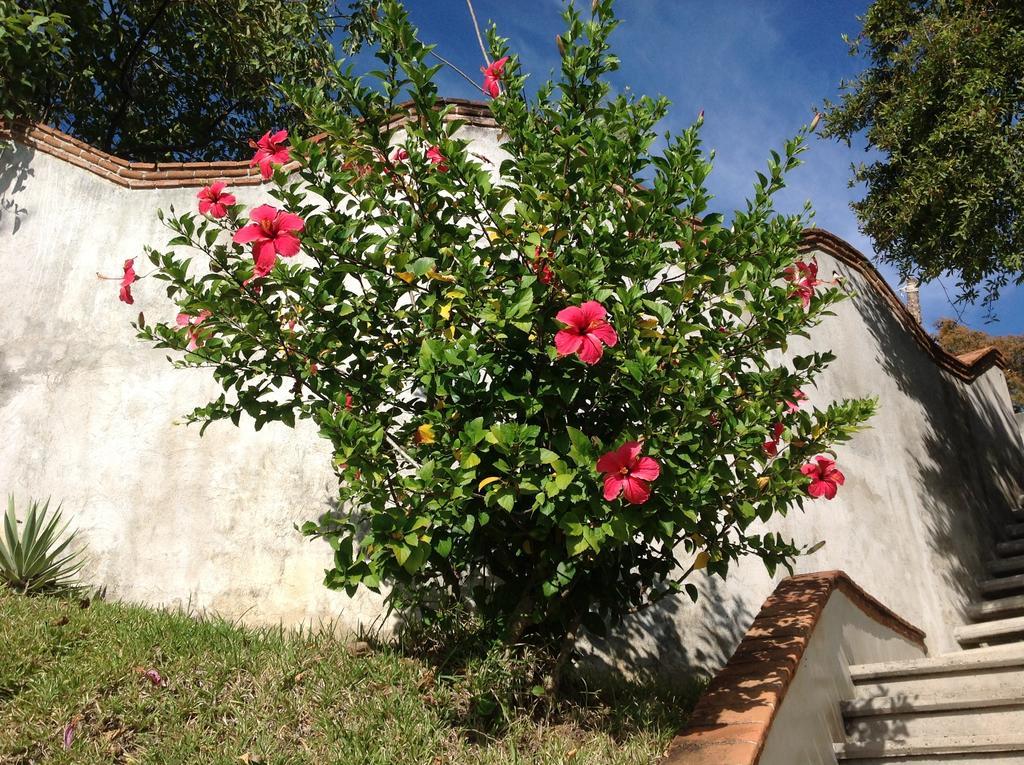 Casa Flor De Mar Hotel Zipolite Esterno foto